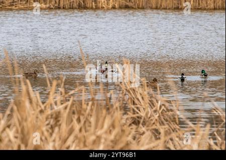 Colverts au piège à canards Banque D'Images