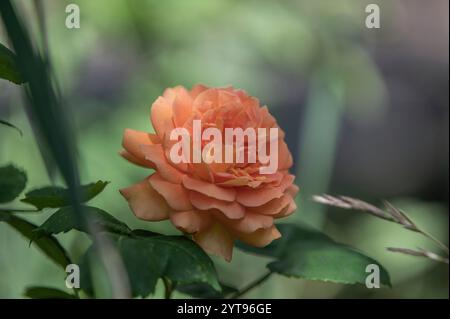 Rose du Bengale en fleurs Banque D'Images