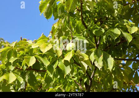 Image abstraite de châtaigne mûre dans le parc d'automne. Châtaignes sur branche de conker - fruits d'Aesculus hippocastanum Banque D'Images