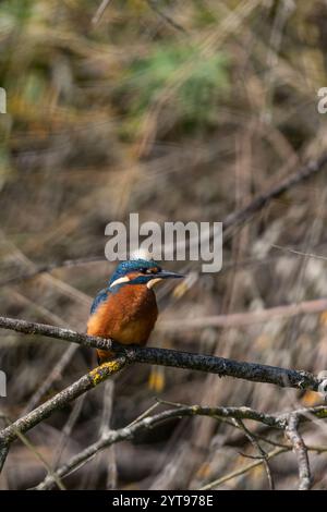 Jeune martin pêcheur (Alcedo atthis) dans la réserve naturelle de Mönchbruch Banque D'Images