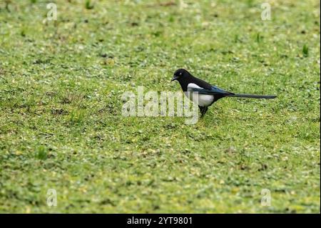 Magpie cherche de la nourriture Banque D'Images