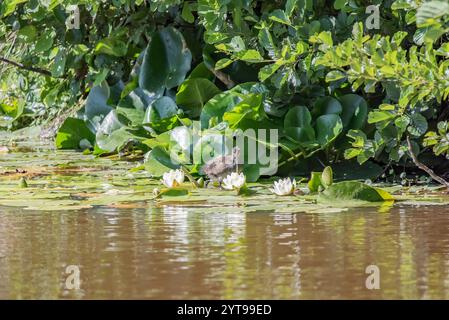 Jeune moorhen sur la rive d'un lac Banque D'Images