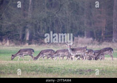 Cerfs en jachère (Dama dama) sur une prairie dans la réserve naturelle de Mönchbruch Banque D'Images