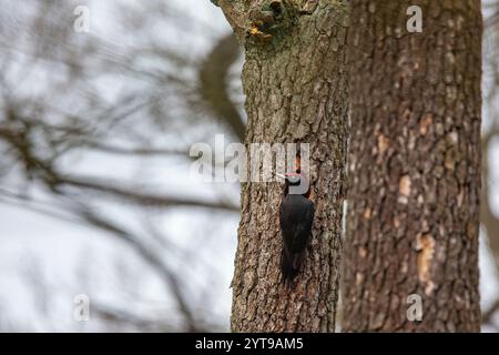 Le pic noir (Dryocopus martius) à sa cavité de nidification dans la réserve naturelle de Mönchbruch Banque D'Images