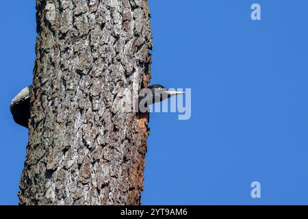 Le pic noir (Dryocopus martius) à sa cavité de nidification dans la réserve naturelle de Mönchbruch Banque D'Images