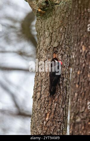 Le pic noir (Dryocopus martius) à sa cavité de nidification dans la réserve naturelle de Mönchbruch Banque D'Images