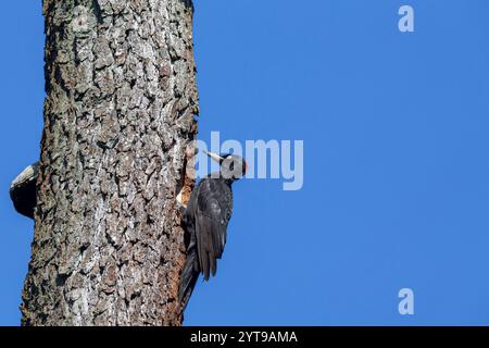 Le pic noir (Dryocopus martius) à sa cavité de nidification dans la réserve naturelle de Mönchbruch Banque D'Images