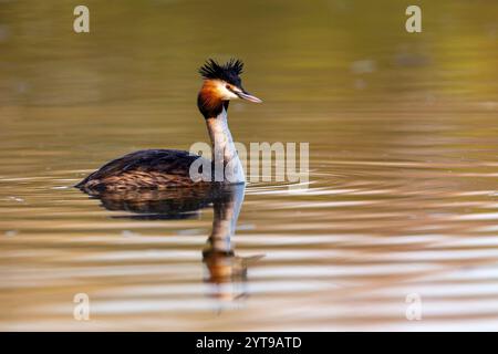 Grand grebe à crête (Podiceps cristatus) nageant dans la lumière du matin sur un lac. Banque D'Images