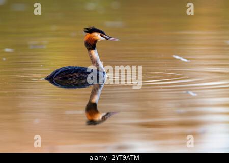 Grand grebe à crête (Podiceps cristatus) nageant dans la lumière du matin sur un lac. Banque D'Images