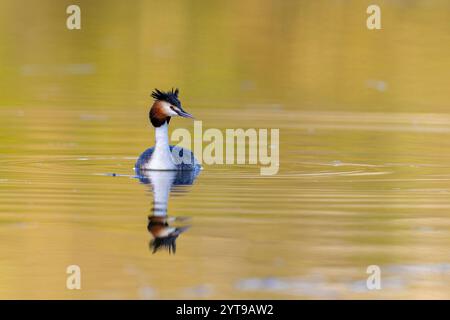 Grand grebe à crête (Podiceps cristatus) nageant sur un lac dans la lumière du matin. Banque D'Images
