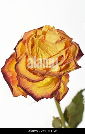 Rose fanée sur fond blanc, macro Banque D'Images