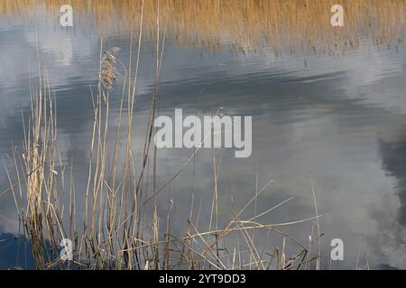 Des roseaux secs et des nuages gris se reflètent dans le lac de l'arc-en-ciel de l'Amper Banque D'Images