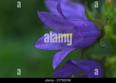 Fleur unique d'un chellesol à feuilles d'ortie, Campanula trachelium, macro Banque D'Images