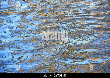 Dans l'eau - arbres dans la forêt alluviale sur l'Isar Banque D'Images