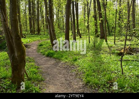 Sentier dans la forêt alluviale sur l'Isar, Moosburg, haute-Bavière Banque D'Images