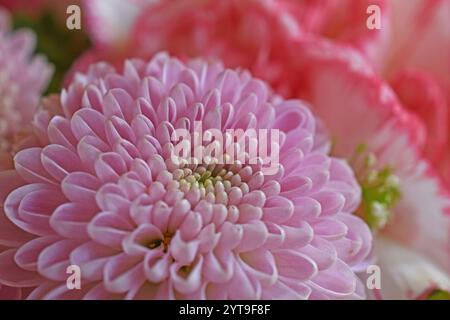 Un petit dahlia dans un bouquet coloré de fleurs, macro Banque D'Images