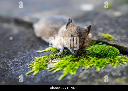 Lutte contre les rongeurs et les parasites : une souris morte (Mus musculus) après avoir été attrapée et tuée dans un piège à souris printanier sans cruauté, Surrey, Angleterre Banque D'Images