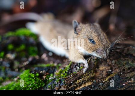 Lutte contre les rongeurs et les parasites : une souris morte (Mus musculus) après avoir été attrapée et tuée dans un piège à souris printanier sans cruauté, Surrey, Angleterre Banque D'Images