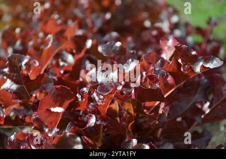 La laitue rouge laisse de près à l'extérieur. Concept de jardinage biologique. Banque D'Images