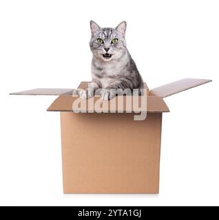 Chat mâle British Shorthair assis dans une boîte en carton Banque D'Images