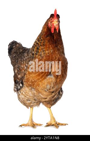 Bielefelder Kennhuhn isolé sur fond blanc Banque D'Images