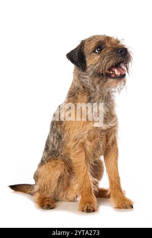 Border Terrier assis Banque D'Images