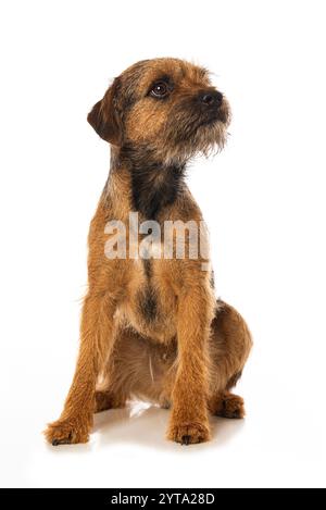 Border Terrier assis Banque D'Images