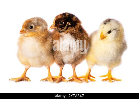 Trois poussins Banque D'Images