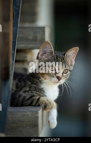 Jeune chaton dans un escalier Banque D'Images