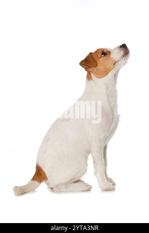 Parson Russel terrier Banque D'Images