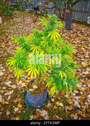 Jardin de jardin avec de la marijuana médicale (cannabis sativa) poussant dans un pot en tissu dans l'état légal du Michigan, États-Unis. Banque D'Images