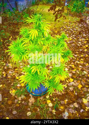 Jardin de jardin avec de la marijuana médicale (cannabis sativa) poussant dans un pot en tissu dans l'état légal du Michigan, États-Unis. Banque D'Images