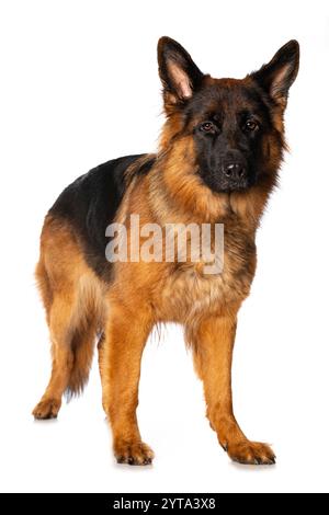 Berger Allemand Banque D'Images