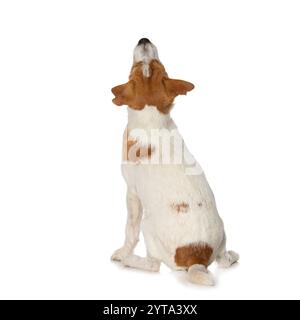 Parson Russel Terrier par derrière Banque D'Images