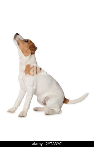 Assis Parson Russel Terrier Banque D'Images