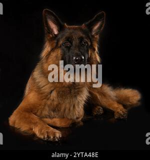 Berger Allemand Banque D'Images