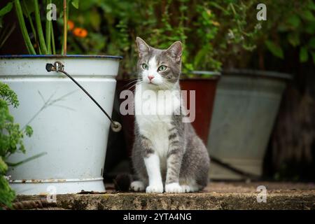 Chat Tabby sur la terrasse Banque D'Images