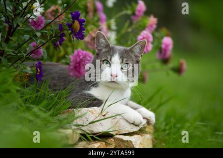 Jeune chat tabby dans le jardin Banque D'Images