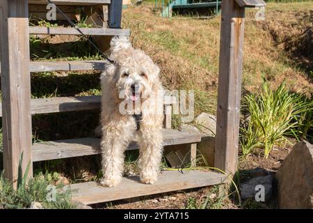 Chien Terrier mignon Wheaten assis sur les escaliers dans le parc. Journée ensoleillée. Banque D'Images