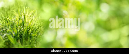 Brins de rosée d'herbe au printemps matin avec fond bokeh vert abstrait. Gros plan avec espace pour le texte. Banque D'Images