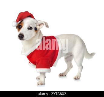 Jeune Jack Russel wearing santa claus dress on white background Banque D'Images