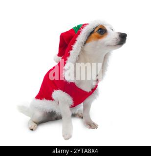 Jeune Jack Russel portant robe arbre de Noël sur fond blanc Banque D'Images