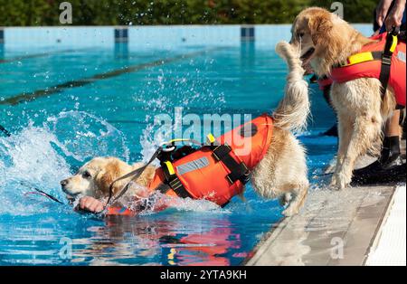 Chien sauveteur, démonstration de sauvetage avec les chiens dans la piscine Banque D'Images