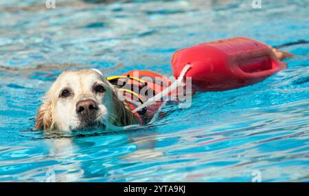 Chien sauveteur, démonstration de sauvetage avec les chiens dans la piscine Banque D'Images