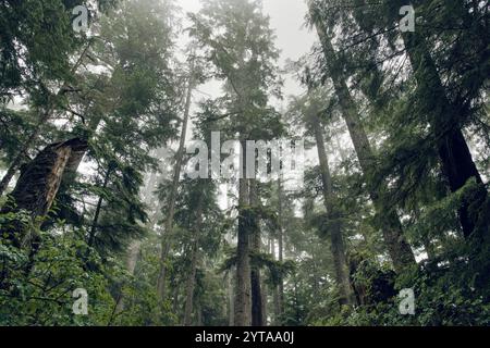 Forêt tropicale tempérée, Cathedral Grove, île de Vancouver. Canada Banque D'Images