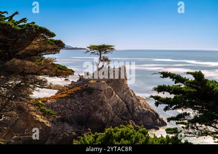 L'emblématique Lone Cypress à Pebble Beach, en Californie, debout majestueusement sur fond d'un ciel limpide par une belle journée. Banque D'Images