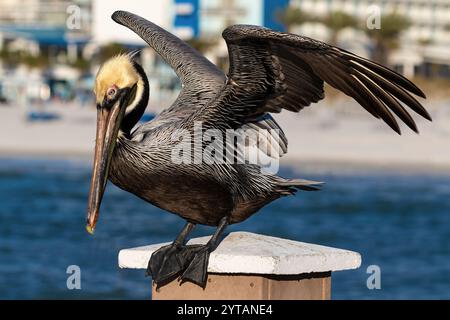 Pélican brun oriental (Pelecanus occidentalis) perché sur le poteau d'une jetée. Ailes déployées. Plage et rivage de Clearwater, Floride dans le backgrou Banque D'Images