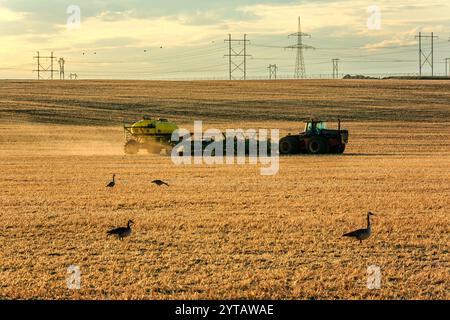 Un tracteur traverse un champ avec un troupeau d'oies en arrière-plan. La scène est paisible et sereine, avec les oies pâturant calmement dans le f Banque D'Images