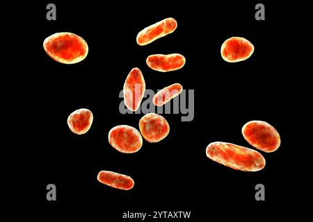 Bactéries Rothia dentocariosa, illustration informatique. Cette bactérie est couramment trouvée dans la cavité buccale humaine, est associée à la carie dentaire, la parodontite, l'endocardite, la bactériémie et les infections pulmonaires. Banque D'Images