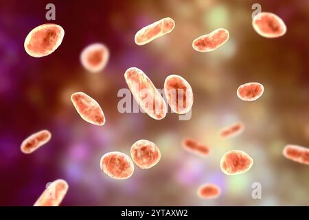 Bactéries Rothia dentocariosa, illustration informatique. Cette bactérie est couramment trouvée dans la cavité buccale humaine, est associée à la carie dentaire, la parodontite, l'endocardite, la bactériémie et les infections pulmonaires. Banque D'Images